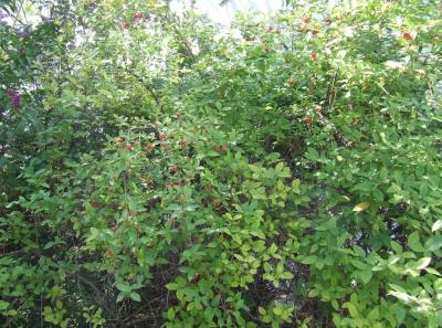 Прикрепленное изображение: b1.jpg